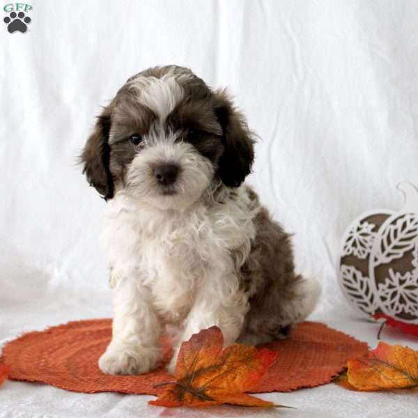 Flint, Teddy Bear Puppy
